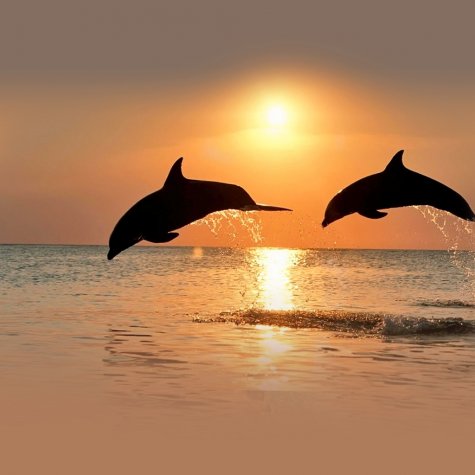 Le coucher du soleil & Dolphins 