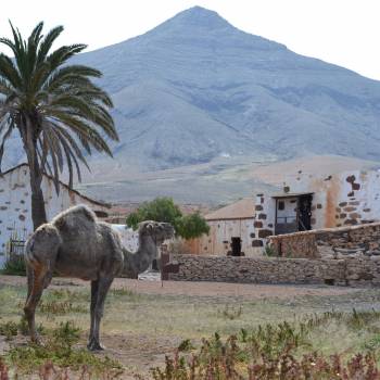 Fuerteventura Express