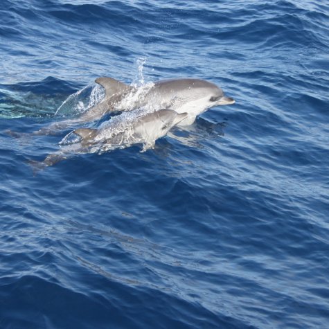 Le coucher du soleil & Dolphins 