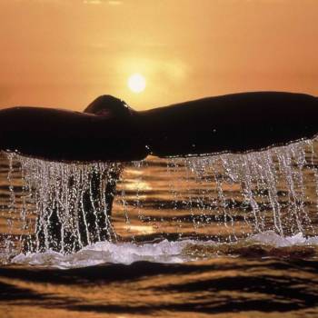 Le coucher du soleil & Dolphins 