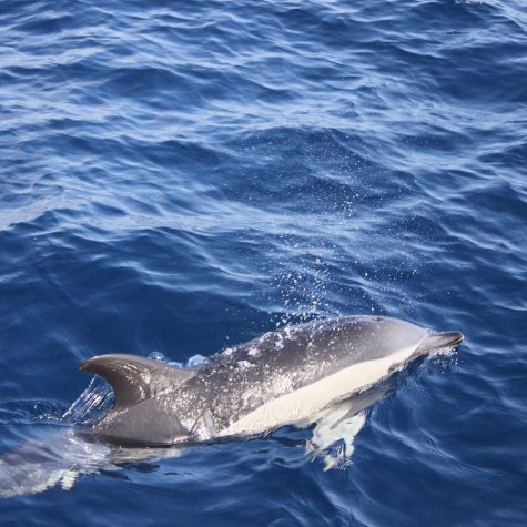 Le coucher du soleil & Dolphins 